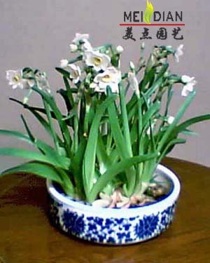 水仙花